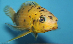 Tropheops romandi im Steckbrief Tropheops romandi